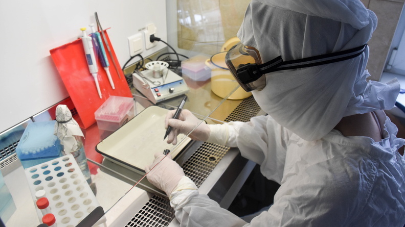 В России начались испытания вакцины против коронавируса на животных