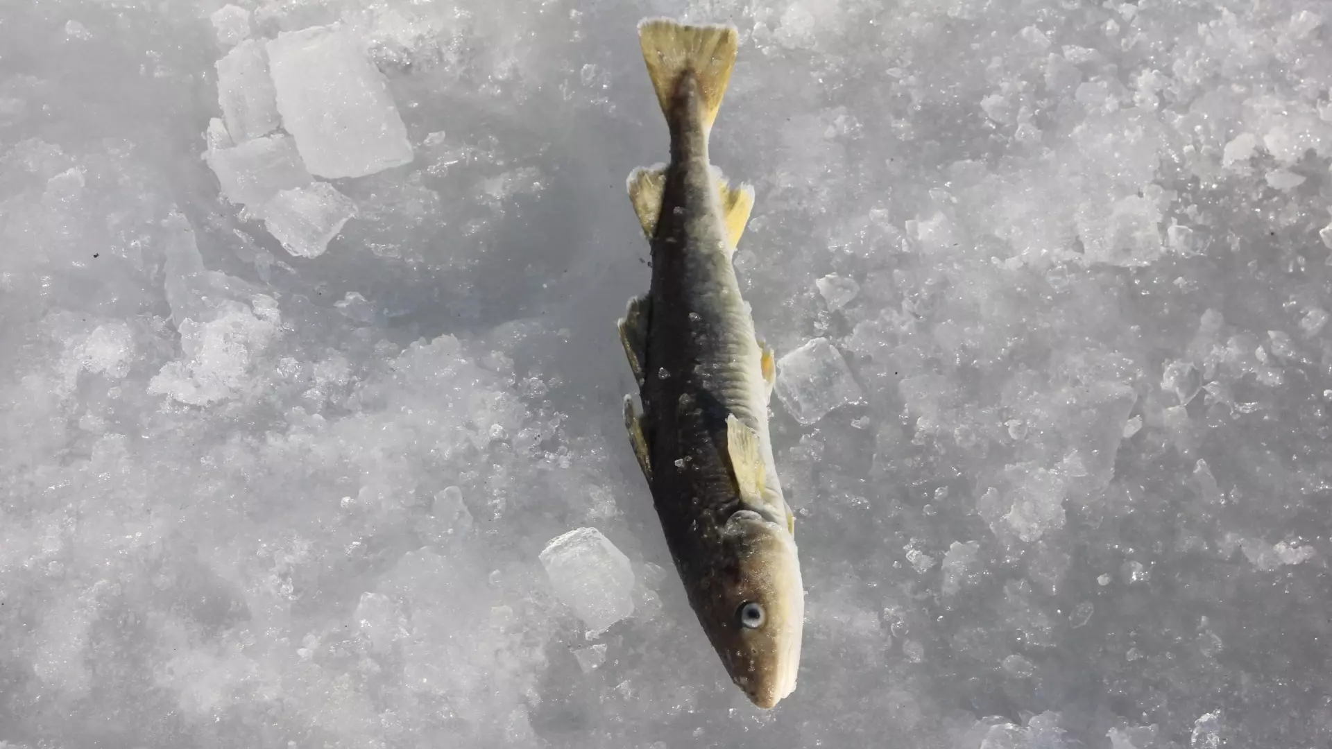 Самые опасные места для зимней рыбалки в Татарстане