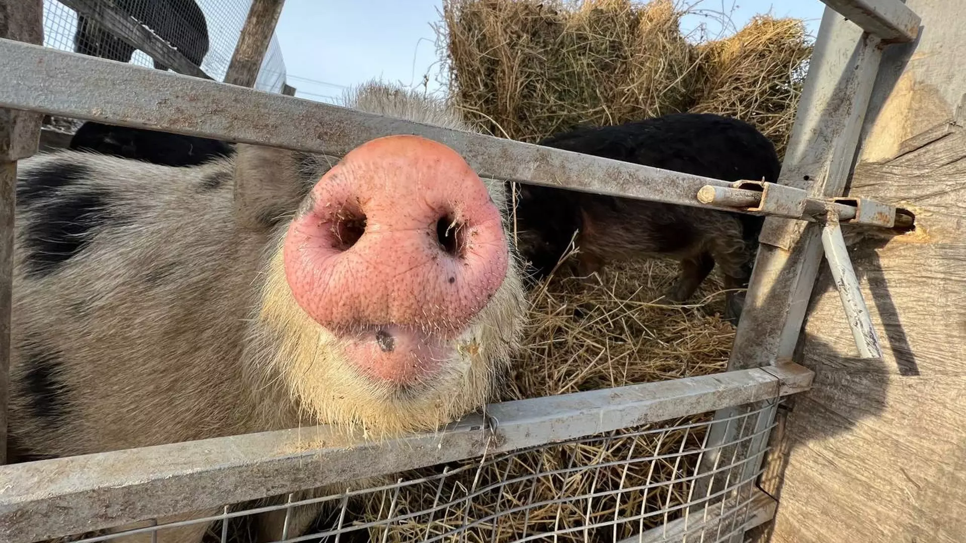 В Марий Эл выявили третью вспышку африканской чумы свиней