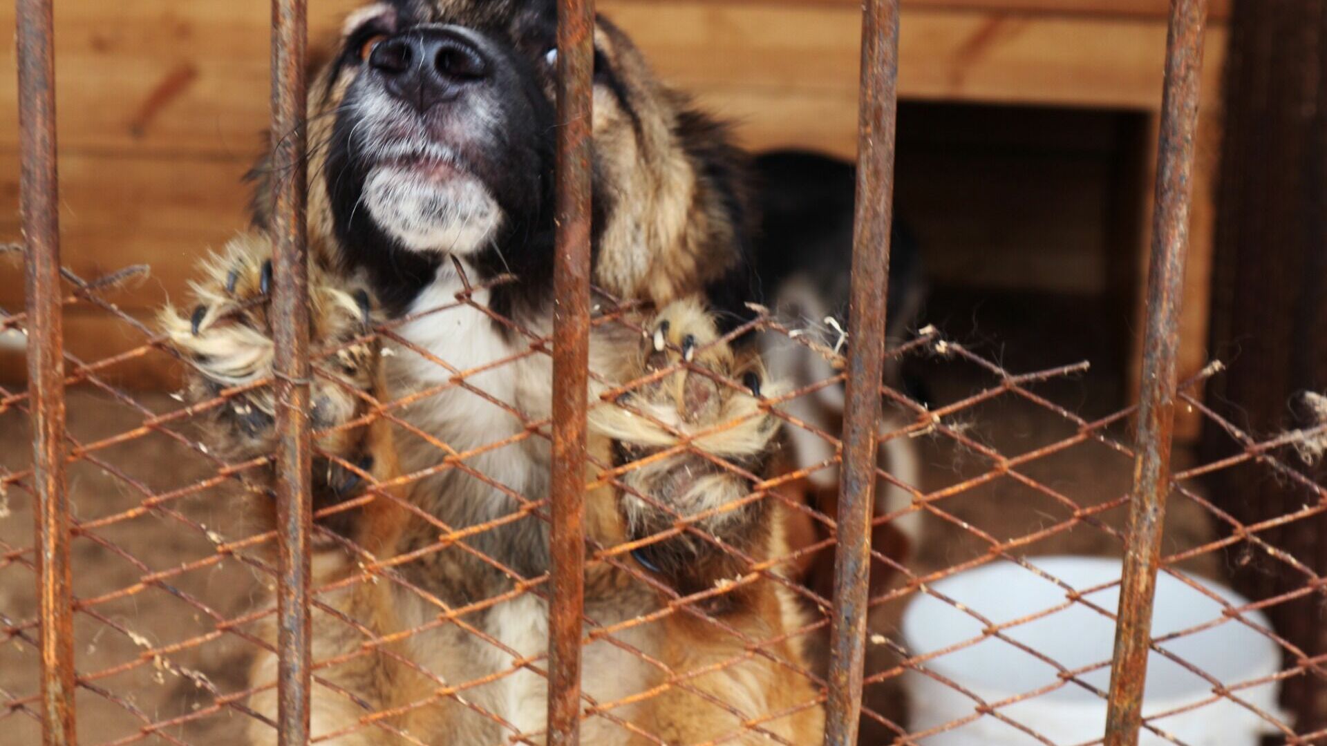 Зоозащитники вновь раскритиковали татарстанского отловщика собак