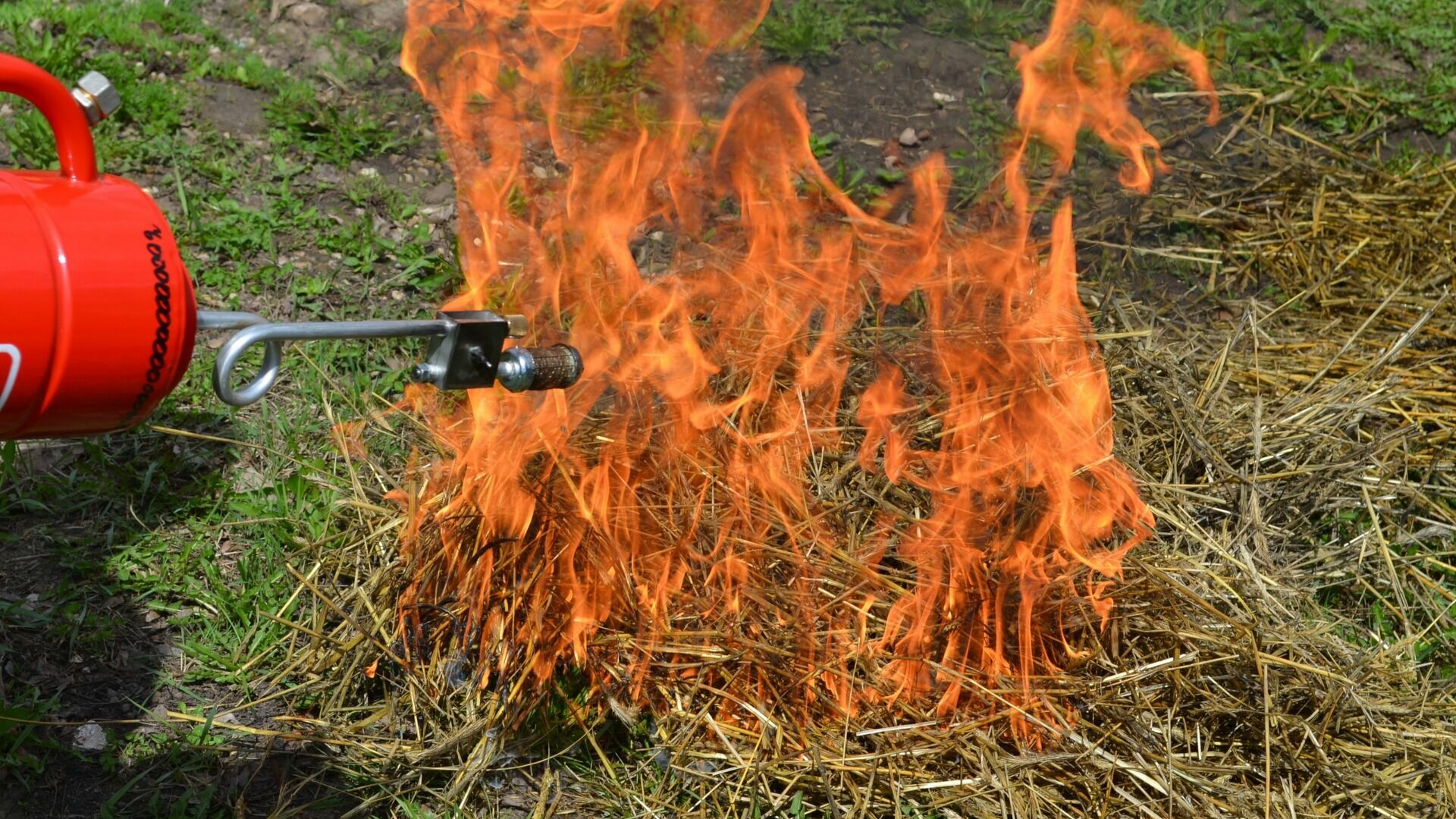 В Казани загорелась лесополоса